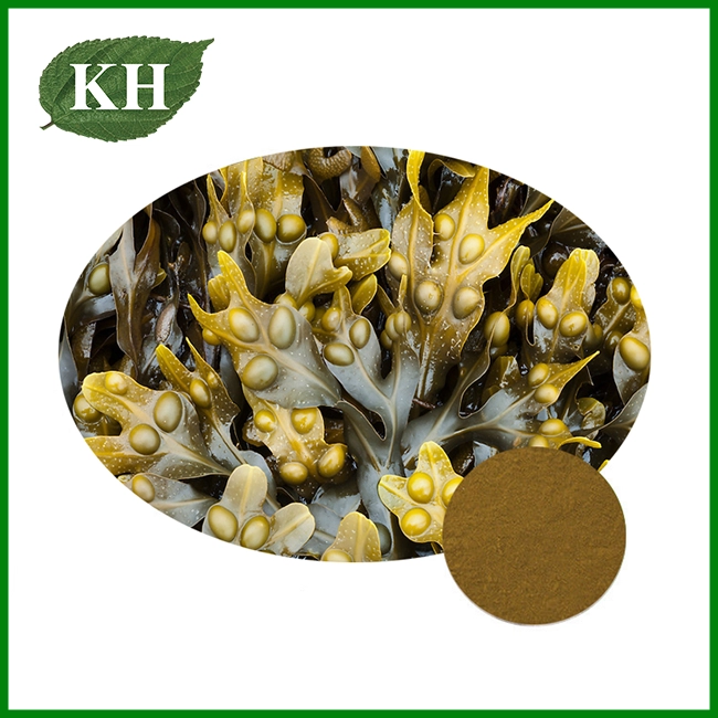 Bladderwrack Extract Powder